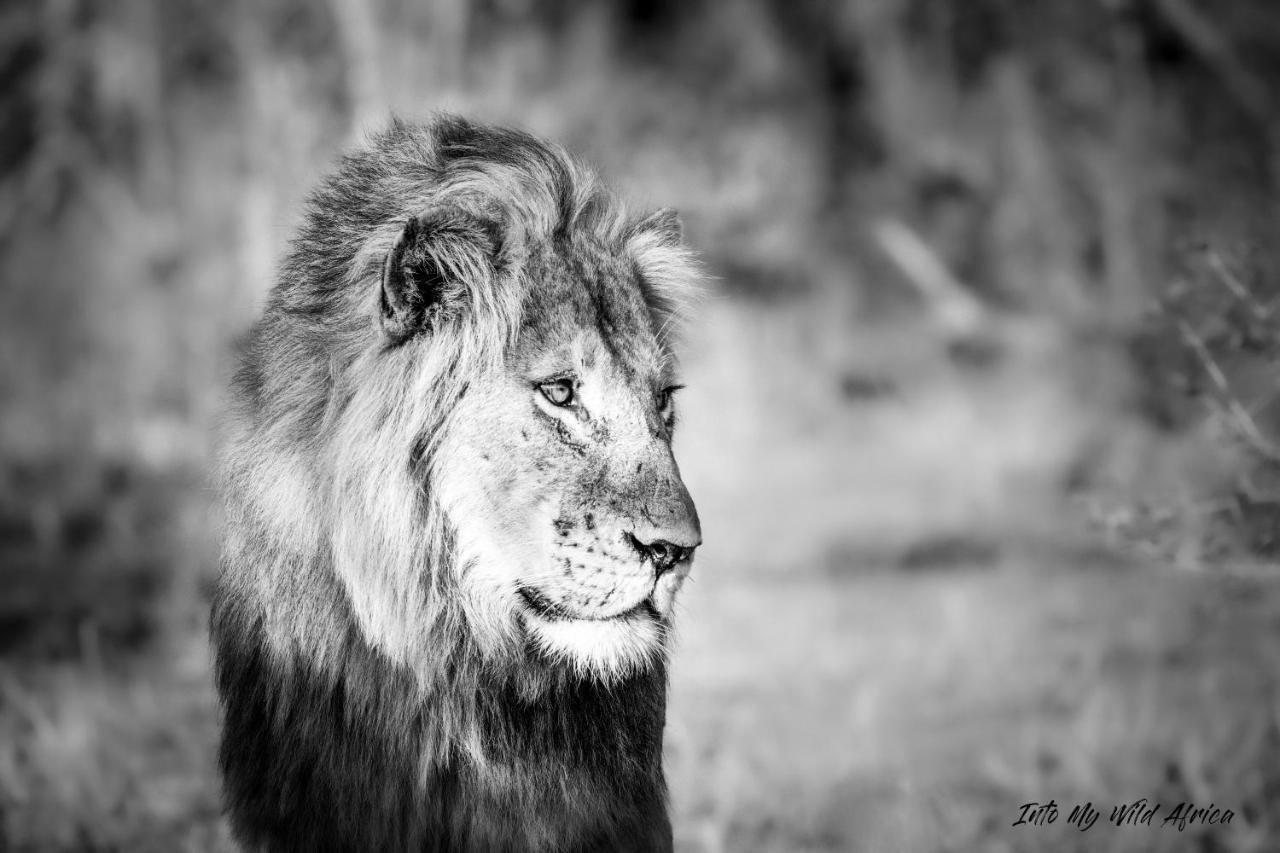 Muweti Bush Lodge Grietjie Wildreservaat Buitenkant foto