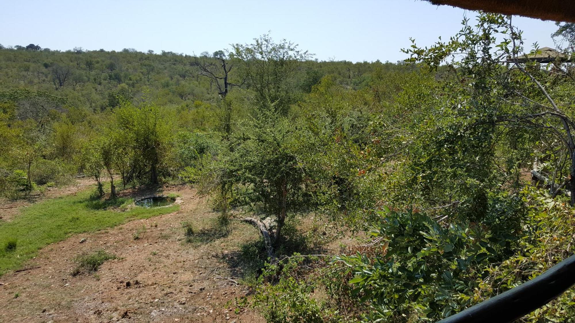 Muweti Bush Lodge Grietjie Wildreservaat Kamer foto
