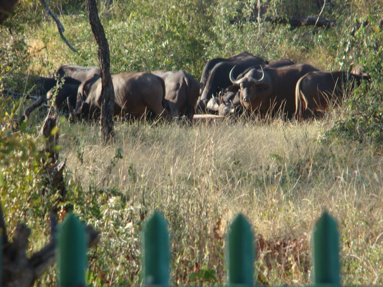 Muweti Bush Lodge Grietjie Wildreservaat Buitenkant foto