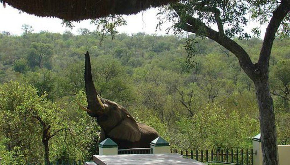 Muweti Bush Lodge Grietjie Wildreservaat Buitenkant foto