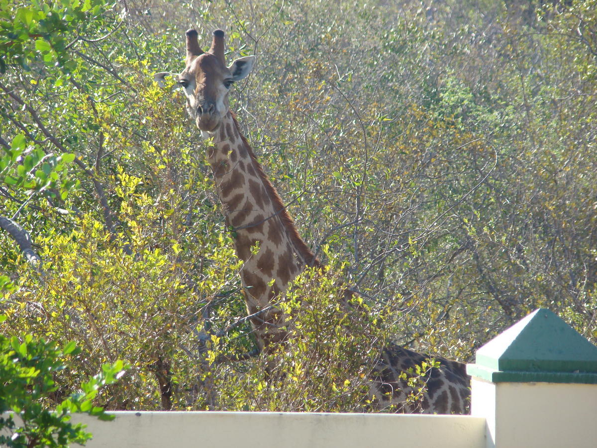 Muweti Bush Lodge Grietjie Wildreservaat Buitenkant foto