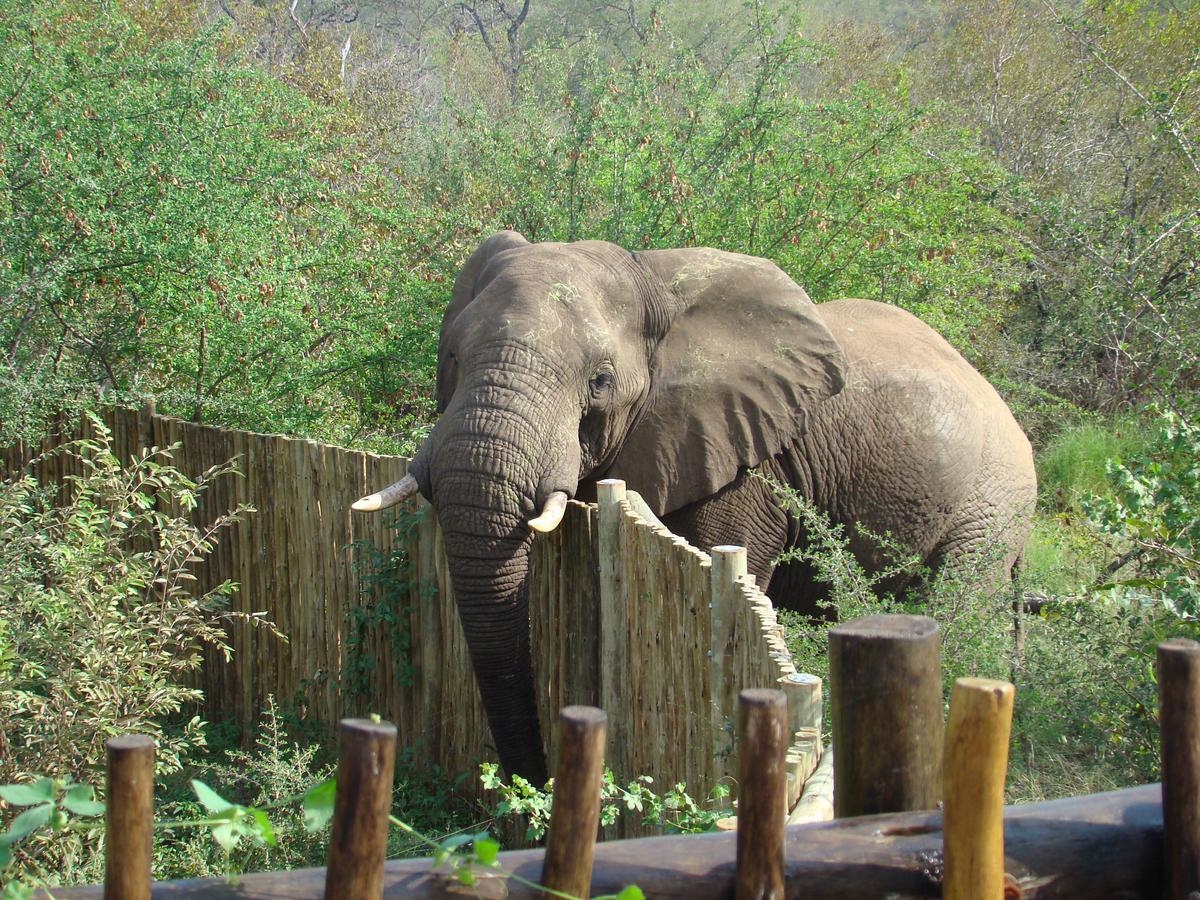 Muweti Bush Lodge Grietjie Wildreservaat Buitenkant foto