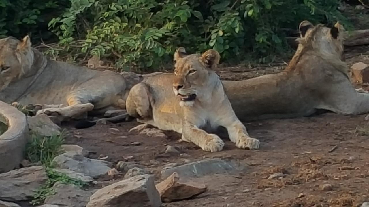 Muweti Bush Lodge Grietjie Wildreservaat Buitenkant foto