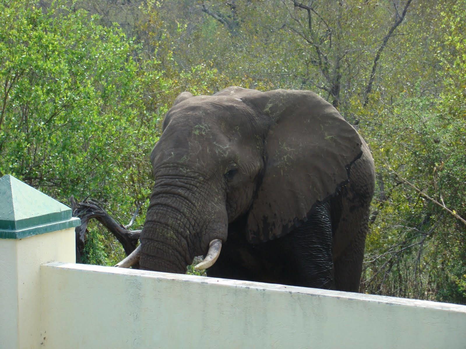 Muweti Bush Lodge Grietjie Wildreservaat Buitenkant foto